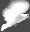 Dove - Peace